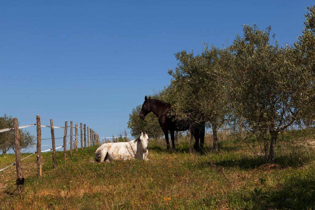 Agriturismo La Collina Pienza Eksteriør bilde